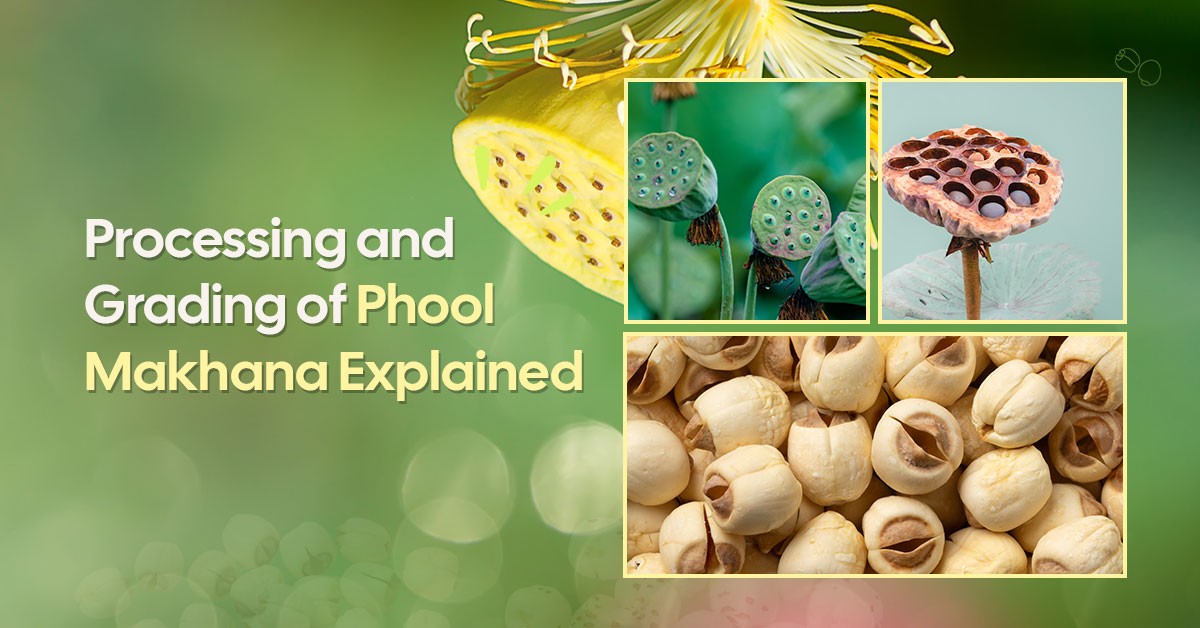 How Phool Makhana is Processed and Graded